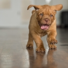 120604-dogs-0007