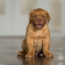 120604-dogs-0016