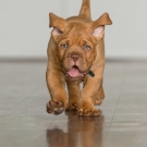 120604-dogs-0023