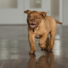 120604-dogs-0026