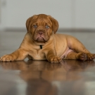 120604-dogs-0035