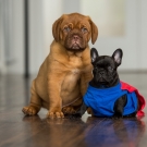120604-dogs-0062