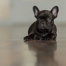 120604-dogs-0067