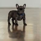 120604-dogs-0072