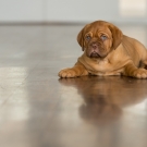 120604-dogs-0084
