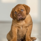 120604-dogs-0089
