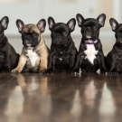 120604-dogs-0101
