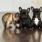 120604-dogs-0102
