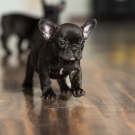 120604-dogs-0104