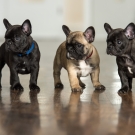 120604-dogs-0105