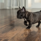 120604-dogs-0109
