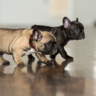 120604-dogs-0116