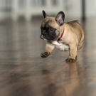 120604-dogs-0124
