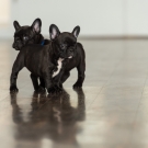 120604-dogs-0126