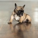 120604-dogs-0133