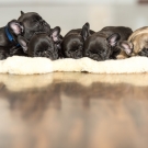 120604-dogs-0145