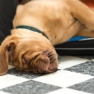 120604-dogs-0151