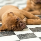 120604-dogs-0154