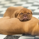 120604-dogs-0161