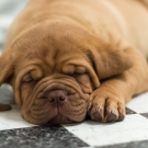 120604-dogs-0167