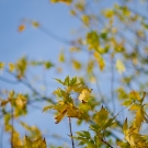 Nikon D7000 Testbild