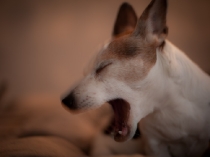 Jack Russell Terrier Turtle