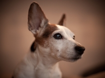 Jack Russell Terrier Turtle