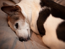 Jack Russell Terrier Turtle