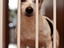 Hinter Gittern