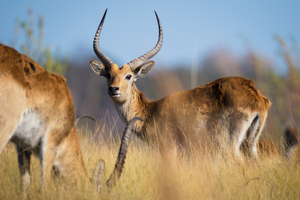 Impala Antilope im Morgenlicht am Kwando Fluss in Namibia, D610; 900mm; f5.6; 1/640 sek.; iso 100