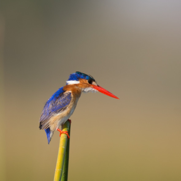 Mein neuer Freund, der Malachite Kingfisher im Okavango Delta Botswana... d610; 900mm; f5.6; 1/840 sek.; iso 200