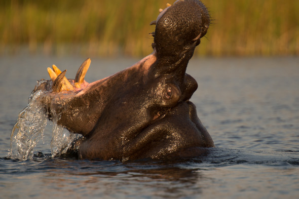 Wütendes Hippo - Okavango Delta Botswana, d610; 900mm; f5.6; 1/640 sek.; iso 200